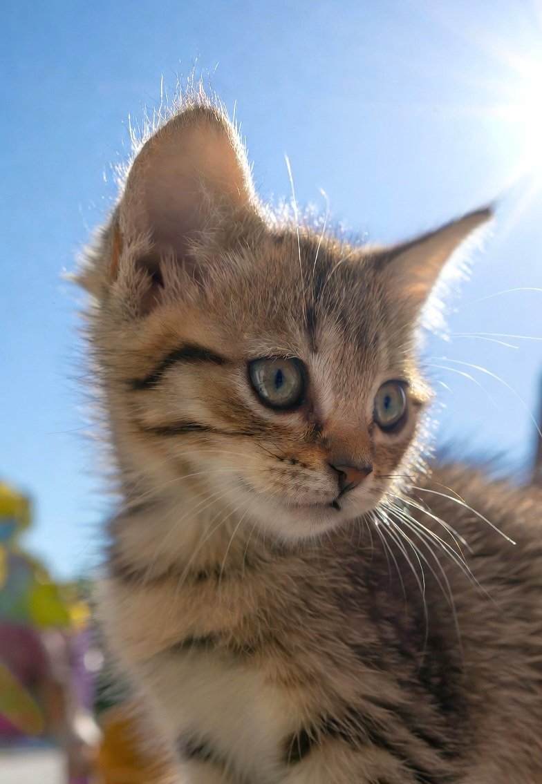 Davy_TNT's tweet image. Good morning everyone 😺 Week is rolling, wishing you an excellent Tuesday 🤎 #TuesdayThoughts