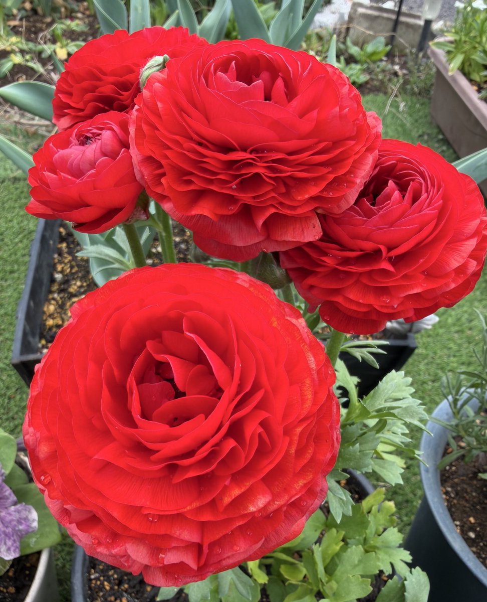 ひろろ tweet media