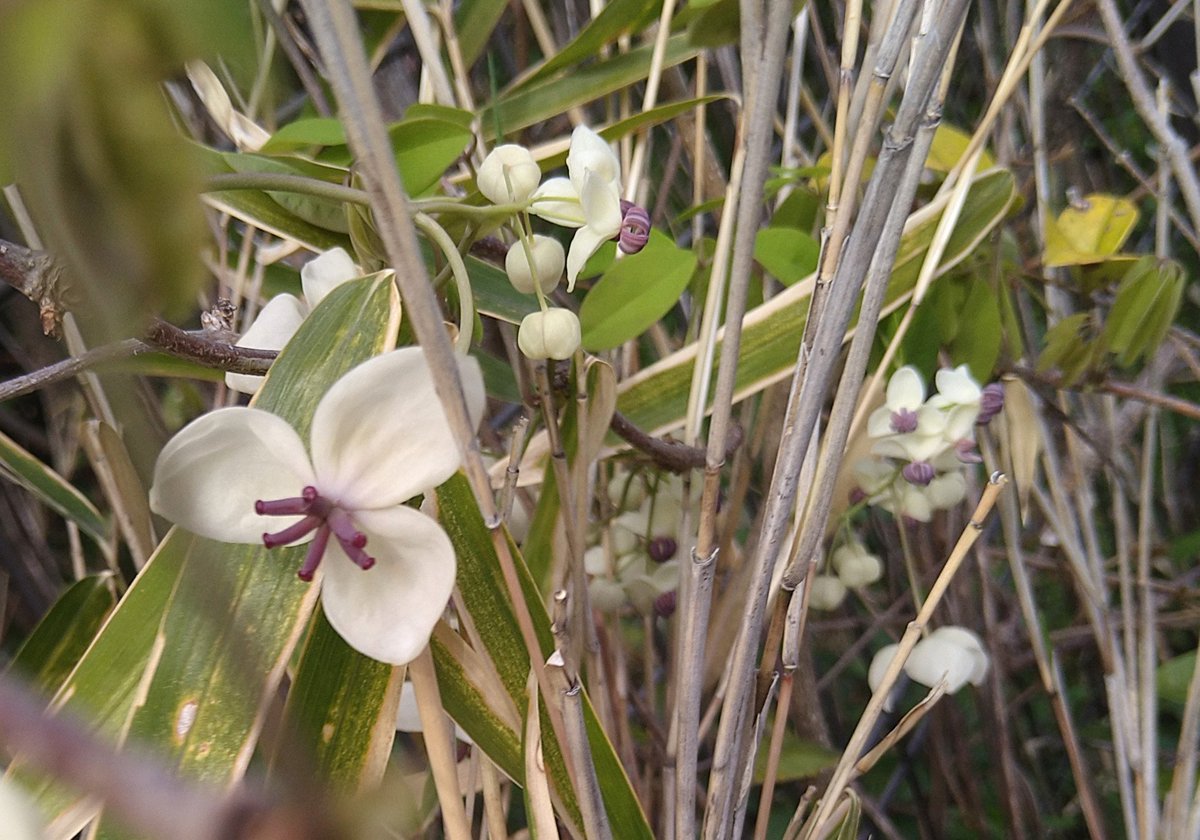 makironian tweet media