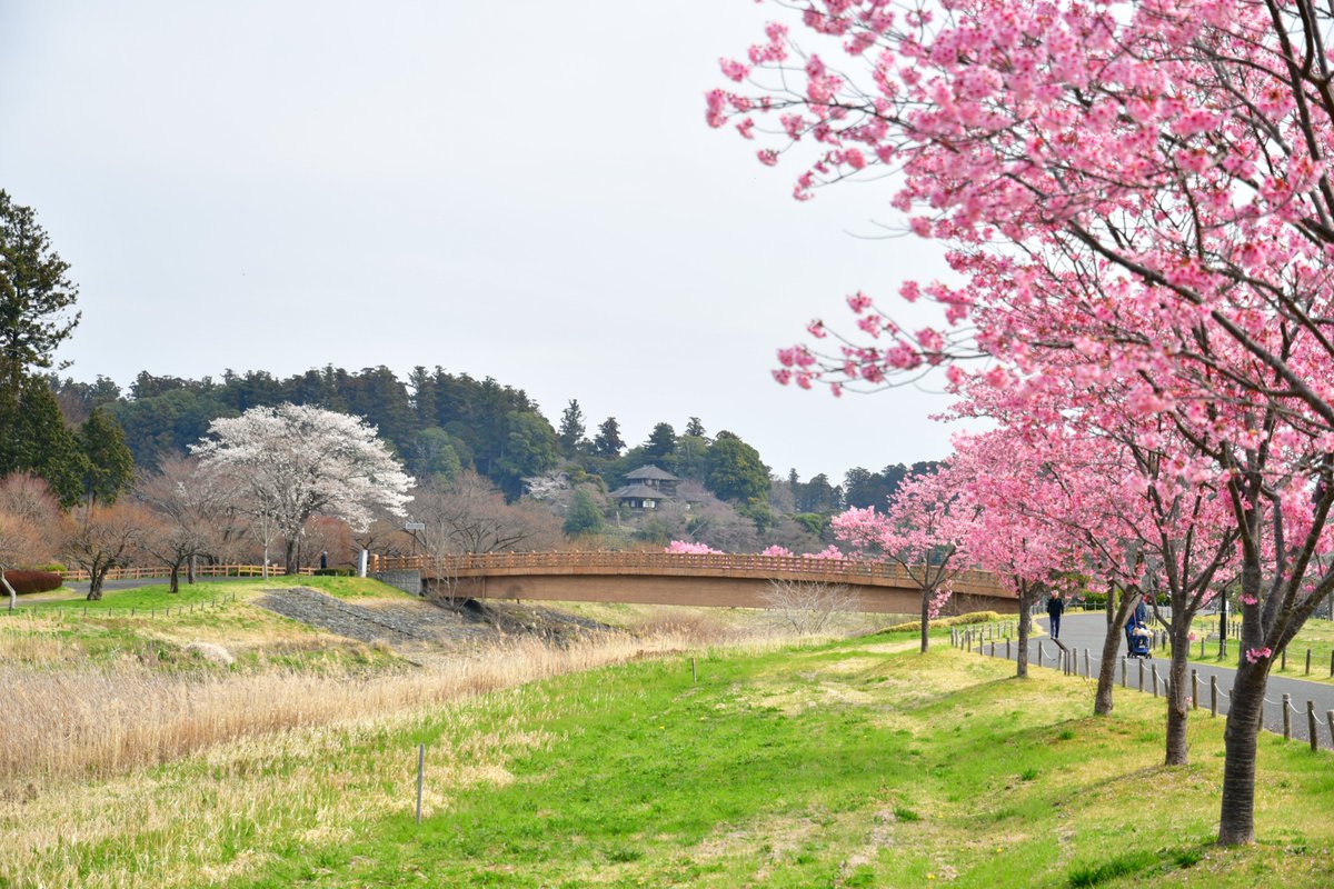偕楽園の拡張部、四季の原や窈窕橋付近の桜が見頃です🌸

#偕楽園 #桜
