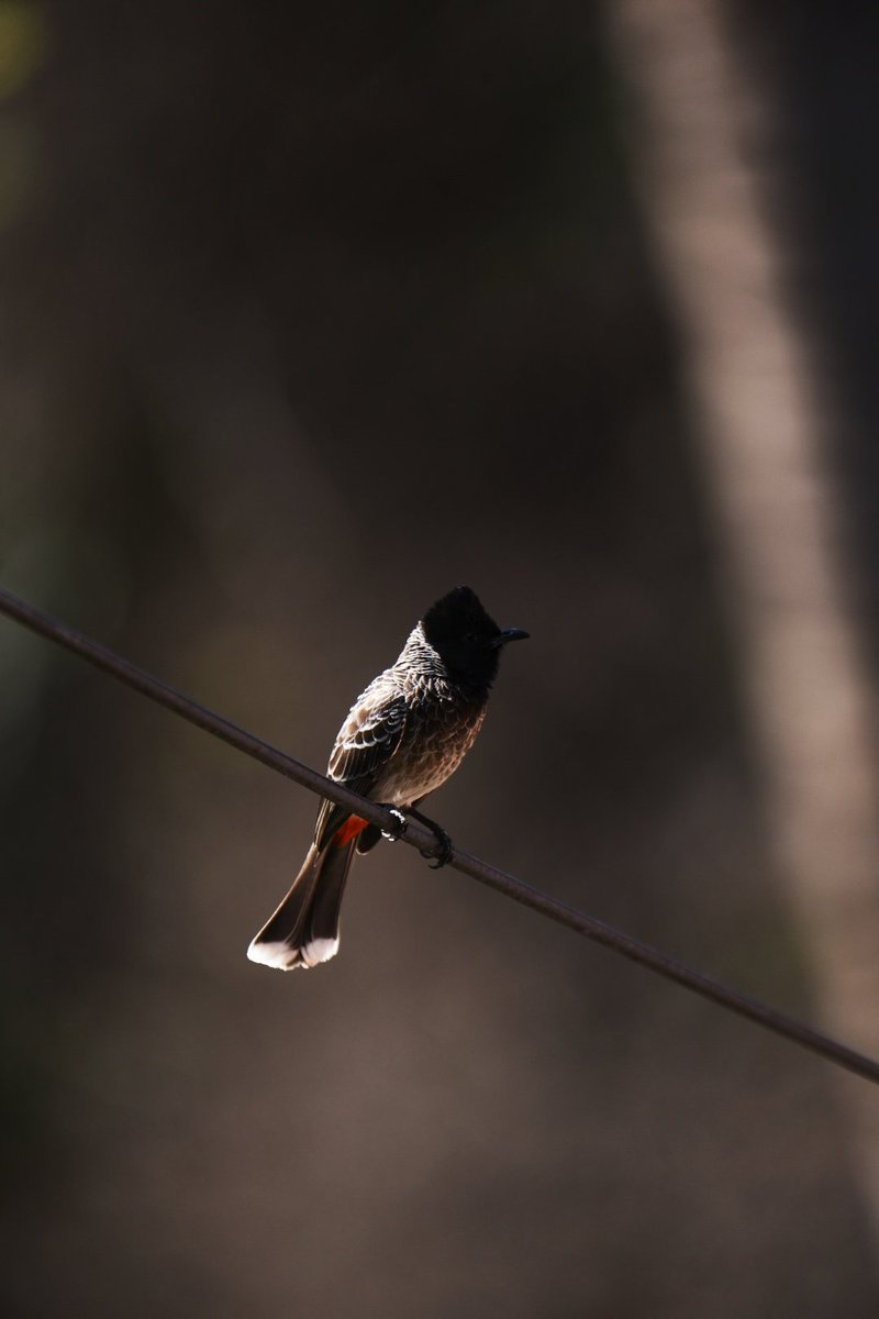 the avinasha tweet media