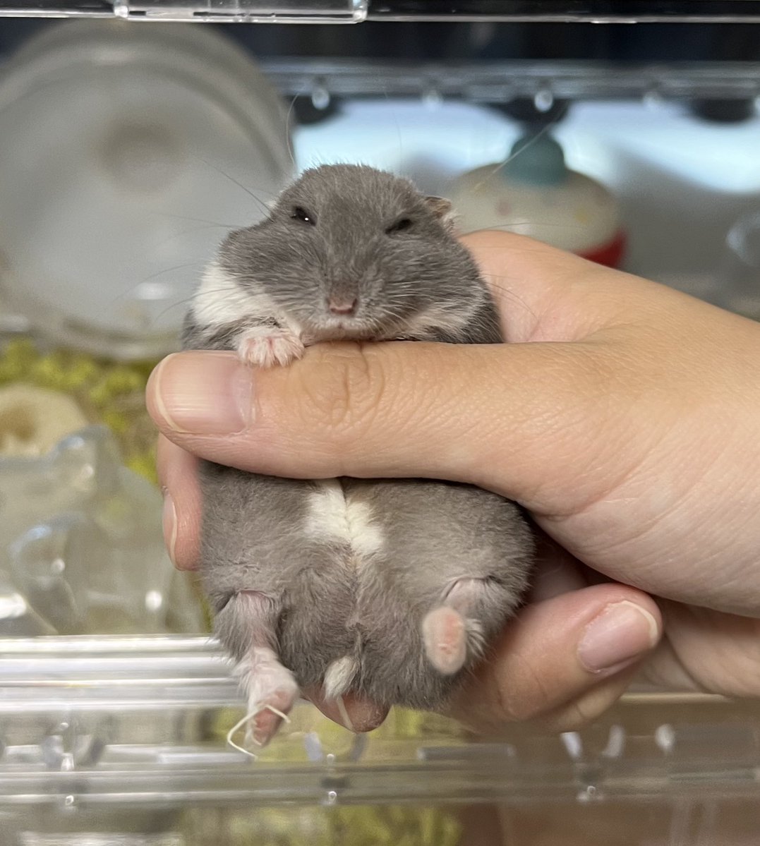 ﾌﾟﾋﾟｰ tweet media