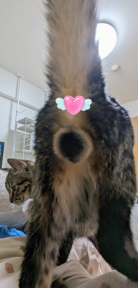 こんぱる tweet media