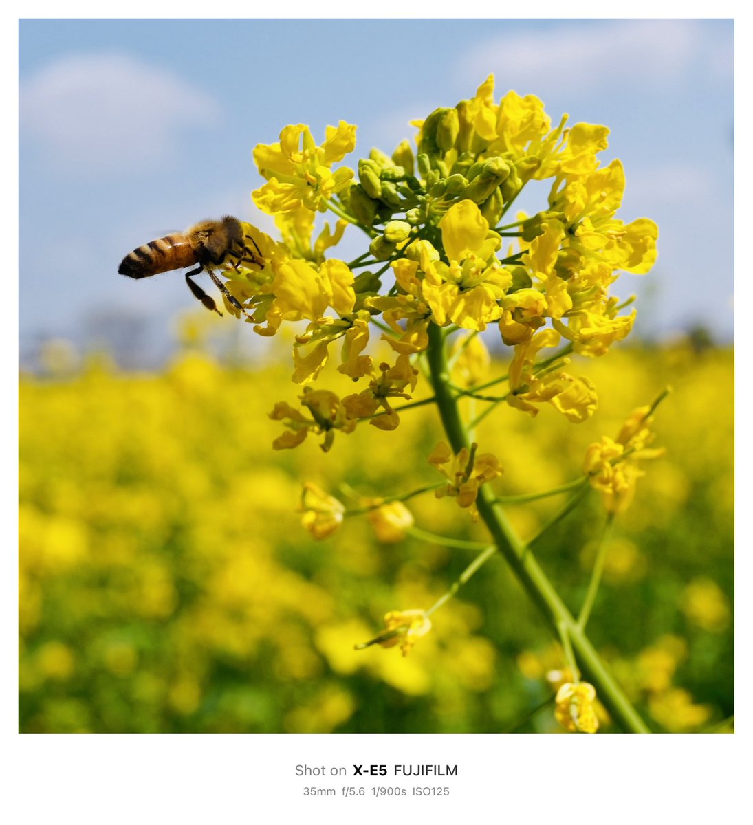 かいわし@VRC tweet media