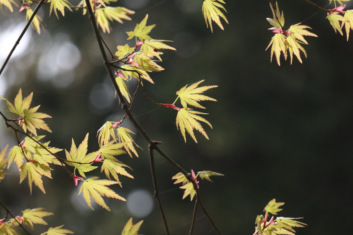 神奈川県立秦野ビジターセンター tweet media