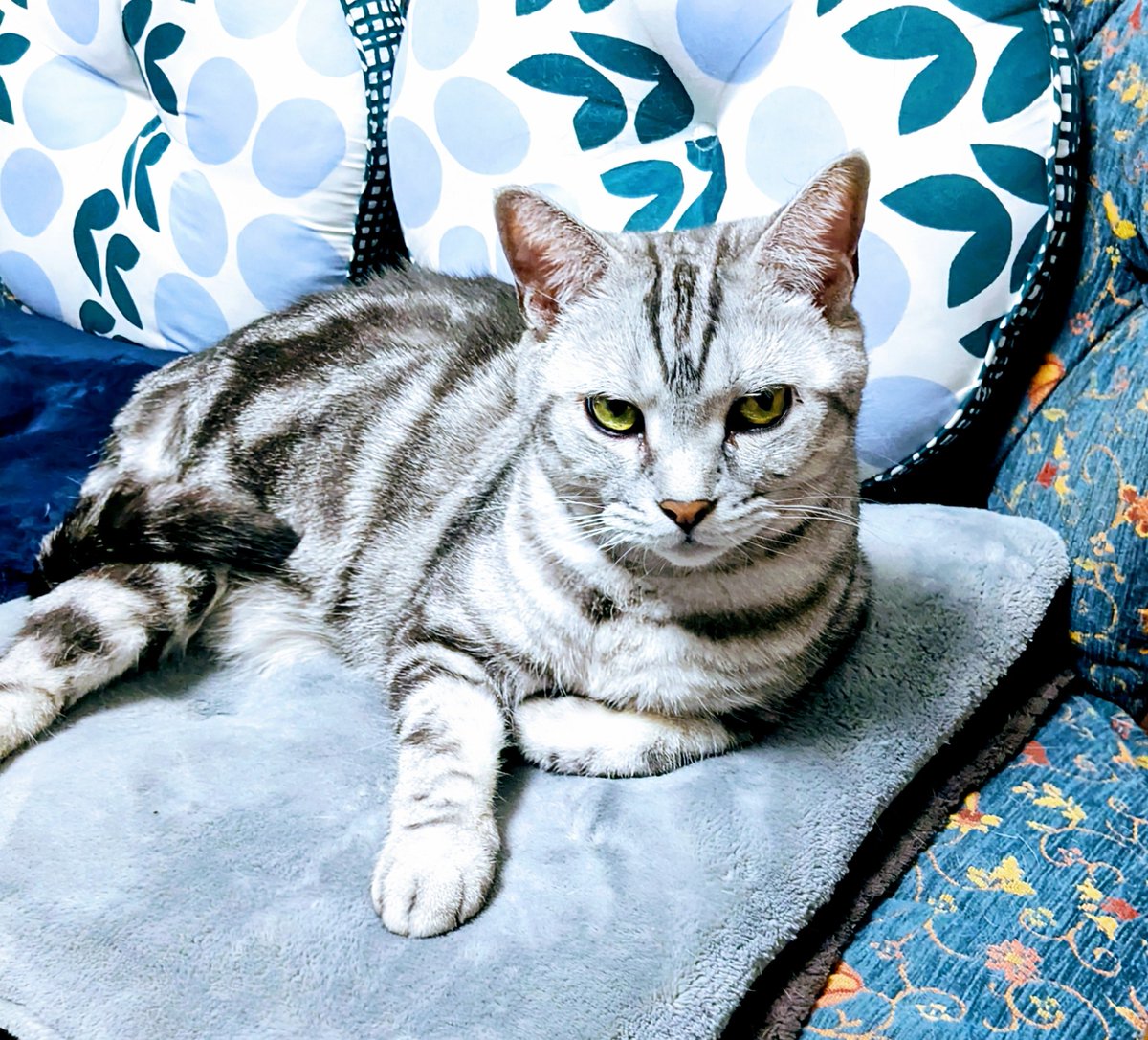 pinkseagull tweet media