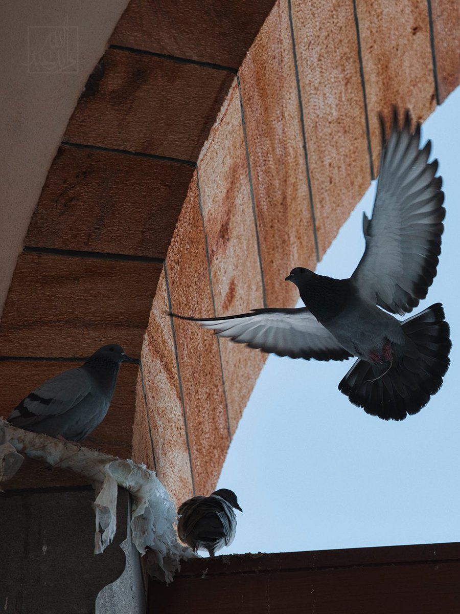 رائد المالكي tweet media