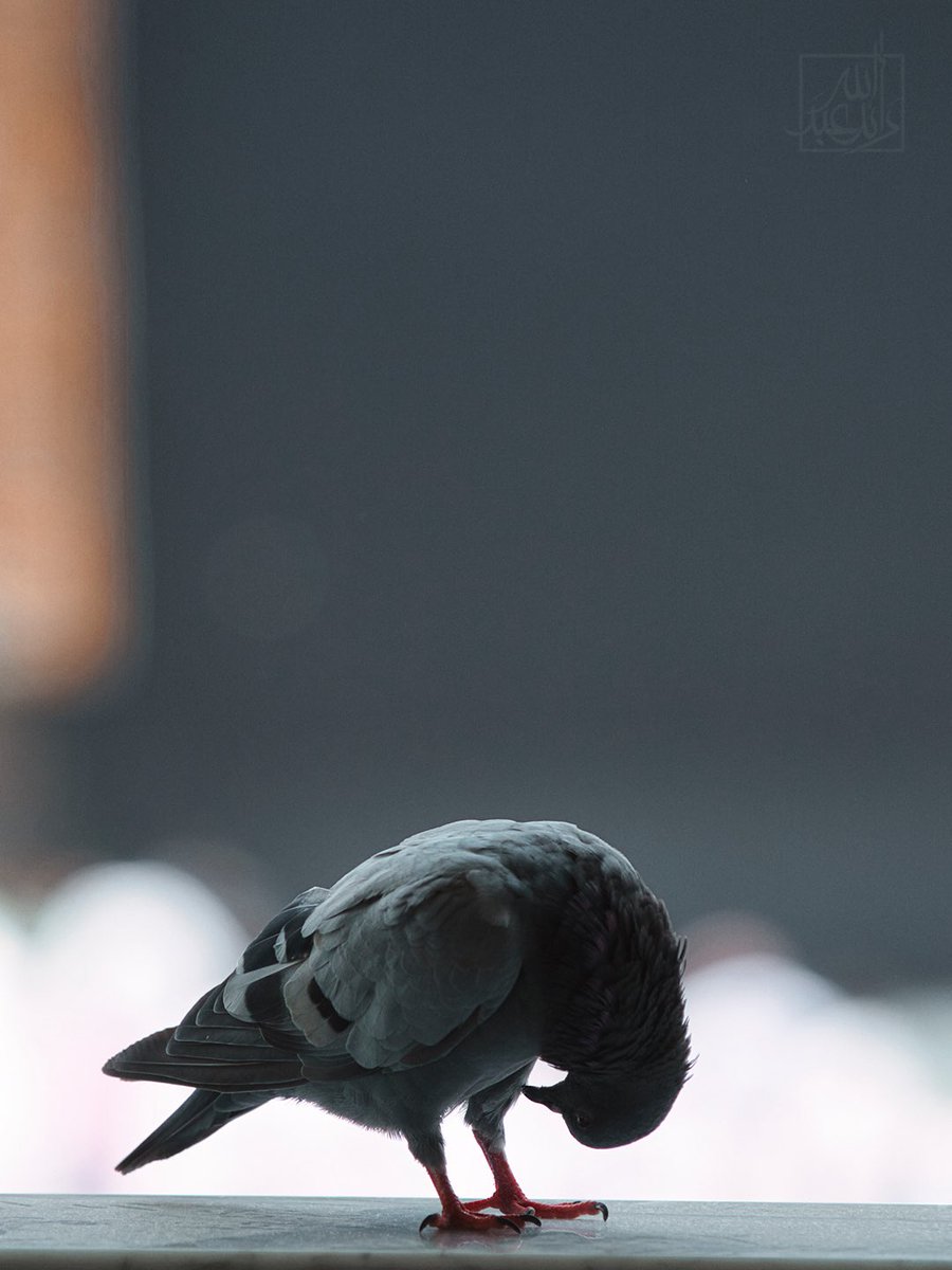 رائد المالكي tweet media