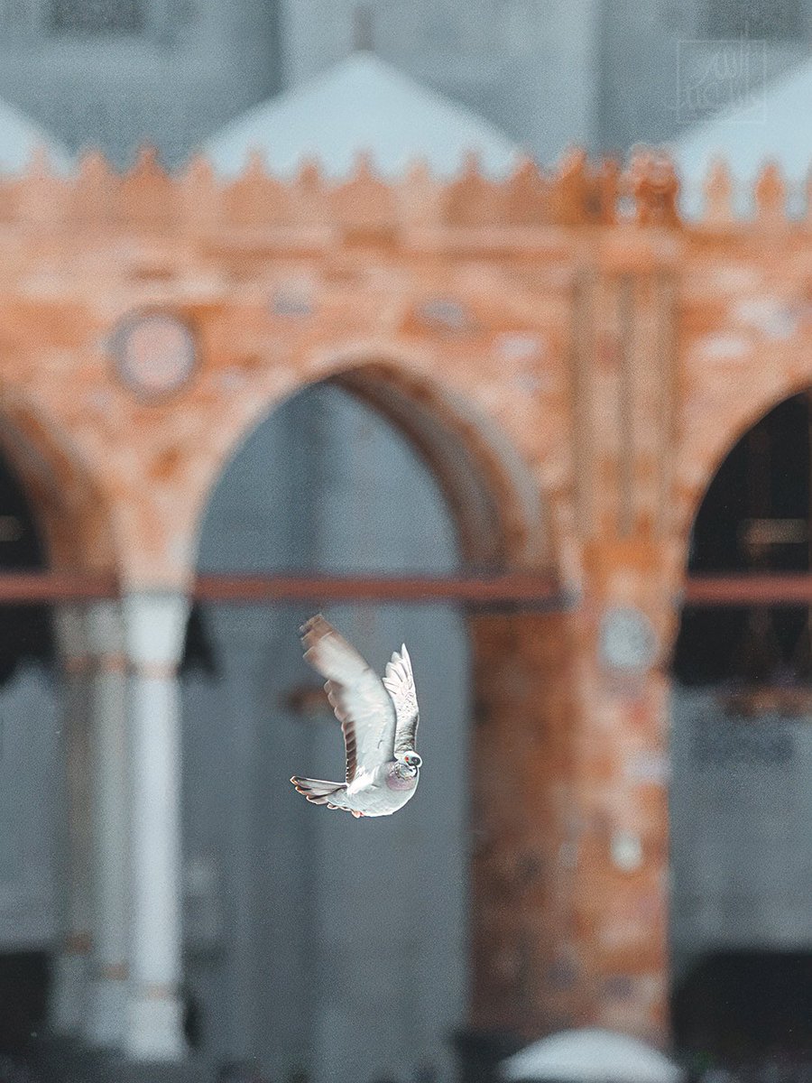 رائد المالكي tweet media