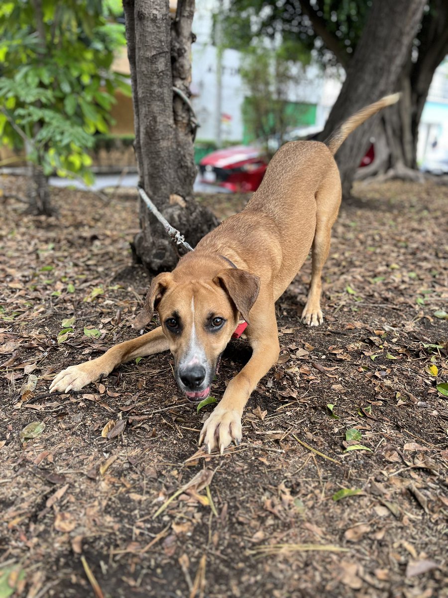 𝙷𝚎𝚕𝚊 𝙼𝚘𝚛𝚎 🐶 tweet media