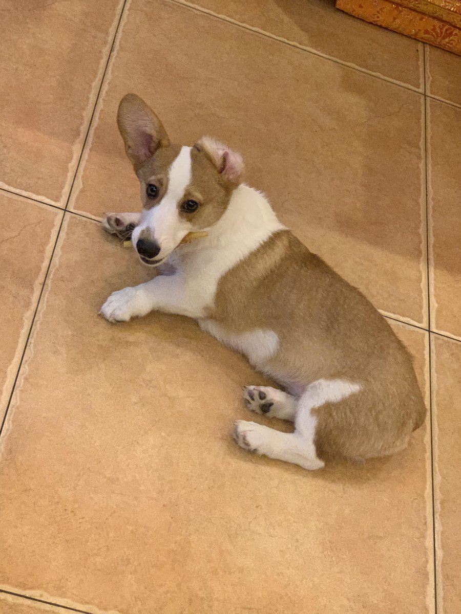 michaeldbolton's tweet photo. "When your fur baby stays by your side through every 'meh' Monday and cozy Sunday—this is the kind of joy no price tag can buy.  #PetLove #FurBabyMagic" https://t.co/gDPSqAPnkr