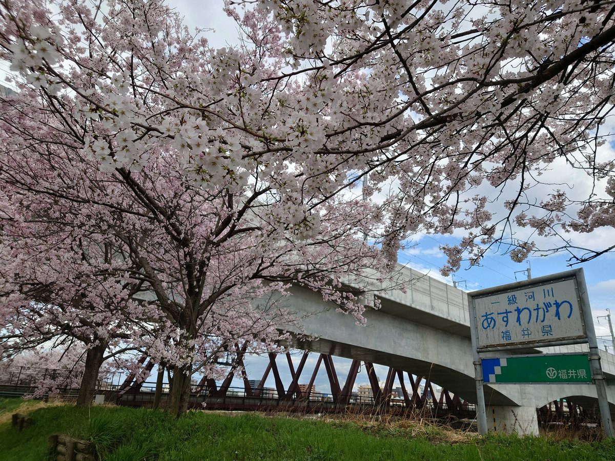 ma2111t28's tweet photo. @yumomi_chan9325 福井市も見頃でした〜(*´▽｀*)🌸🌸🌸 https://t.co/RRDG0PkYUm