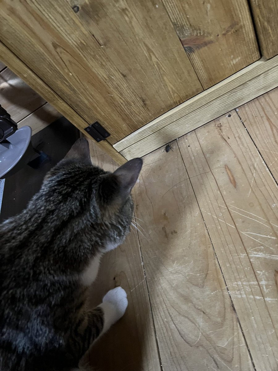 110モータース@車庫がスクーター屋状態😓 tweet media