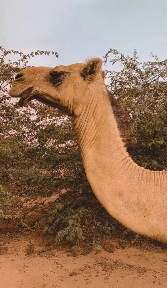 لانــا 𐩡𐩱𐩬𐩱 tweet media