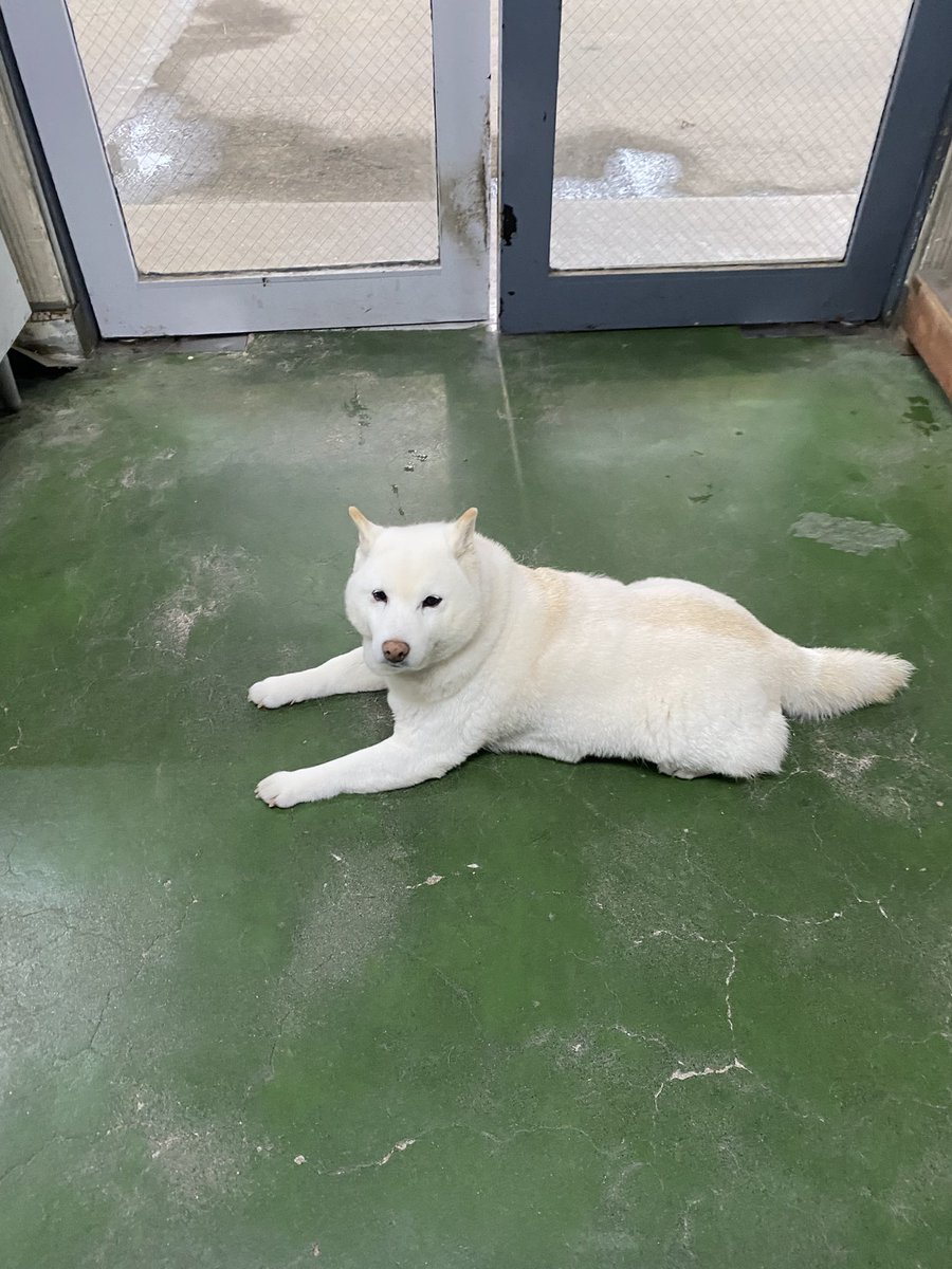 白柴まつ tweet media