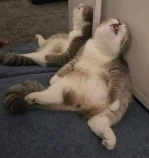 進撃のバズ動画 tweet media