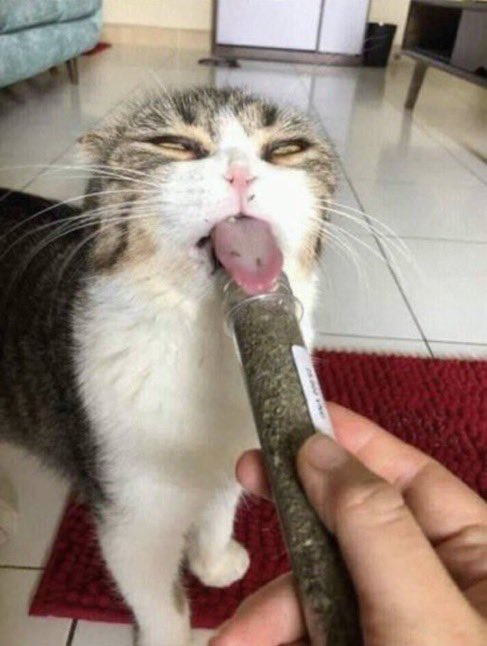 進撃のバズ動画 tweet media