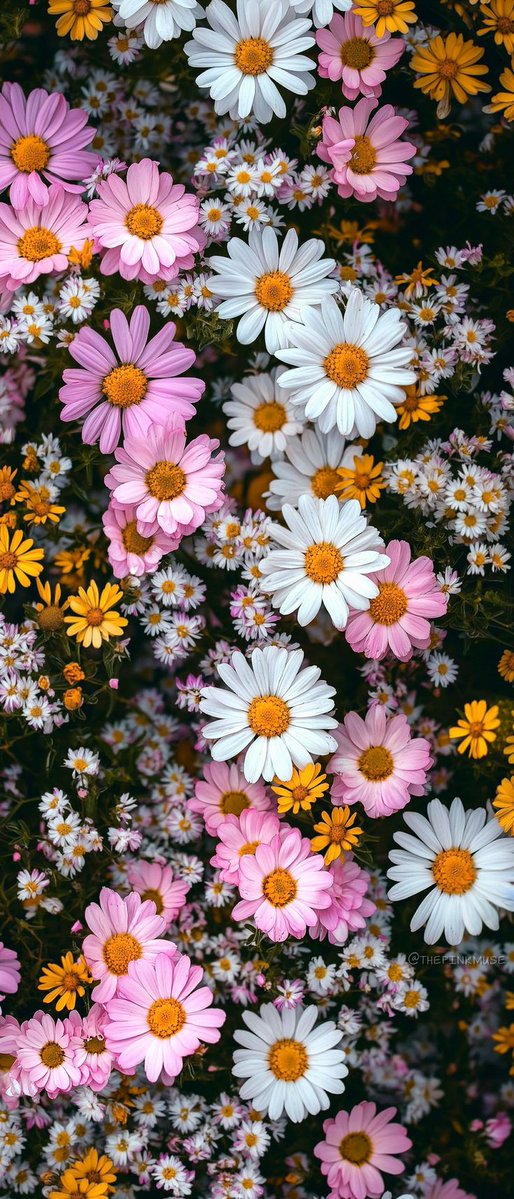 Bloomify tweet media