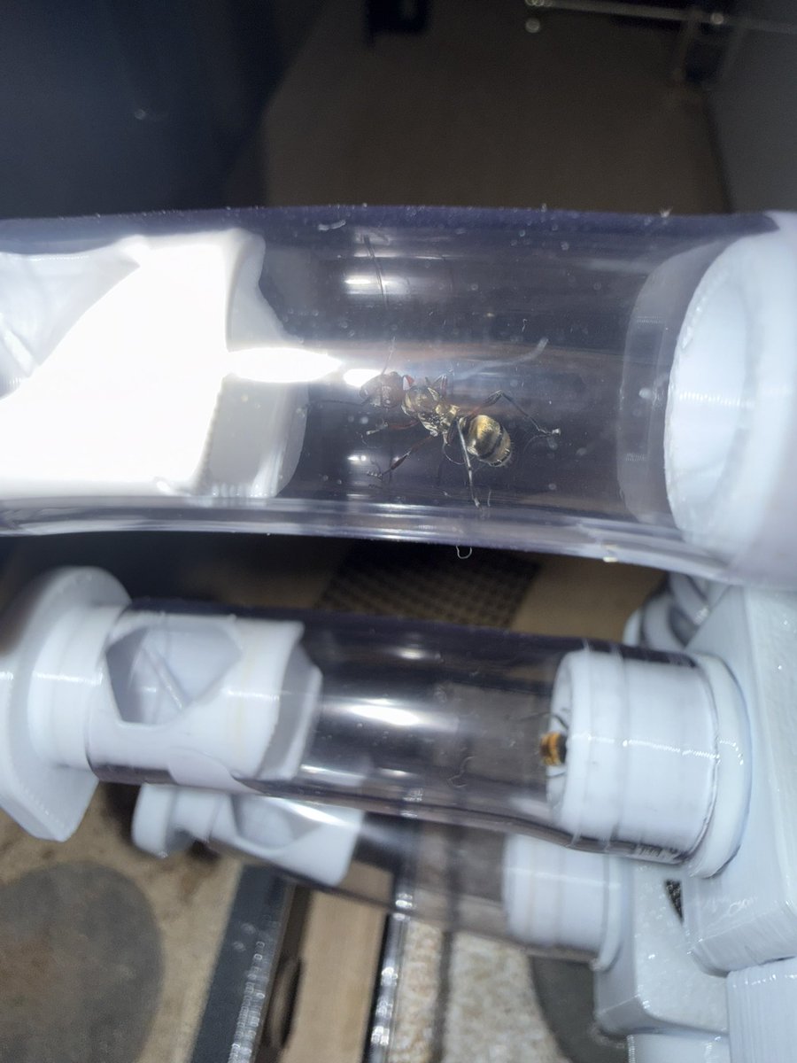 福寿茶 tweet media