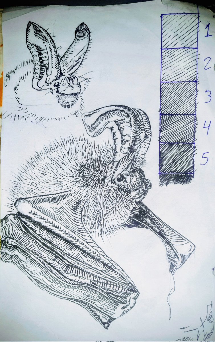 Phara, rarararararraarara tweet media