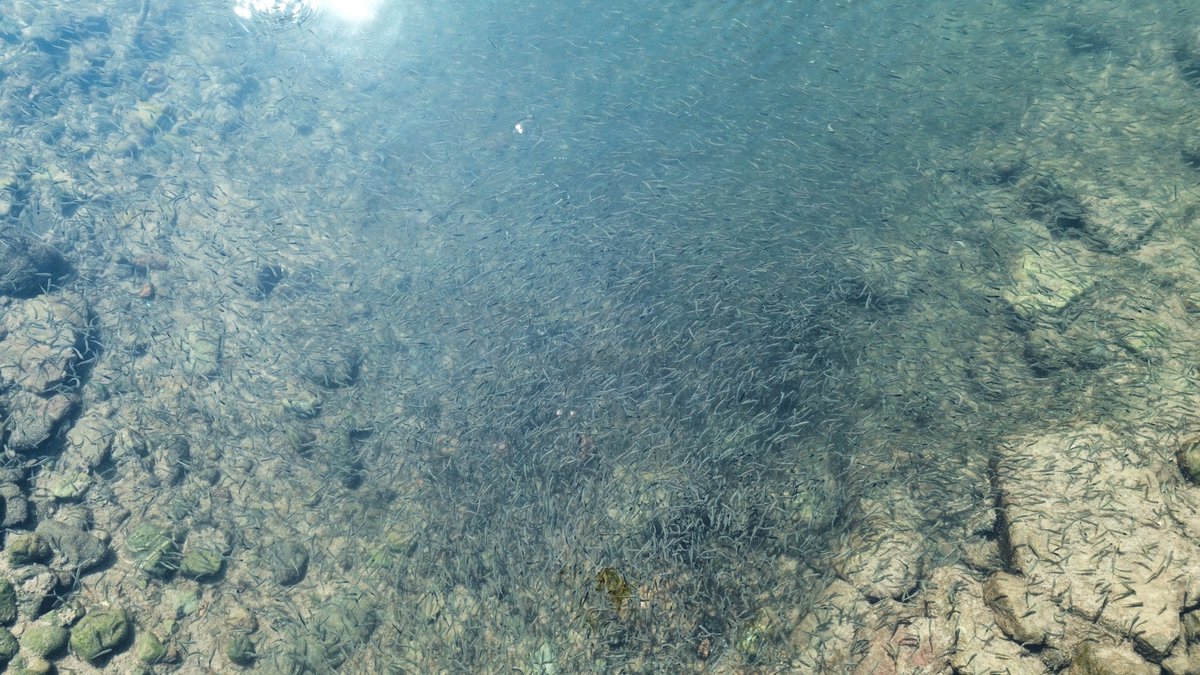 まつ@利尻富士町地域おこし協力隊 tweet media