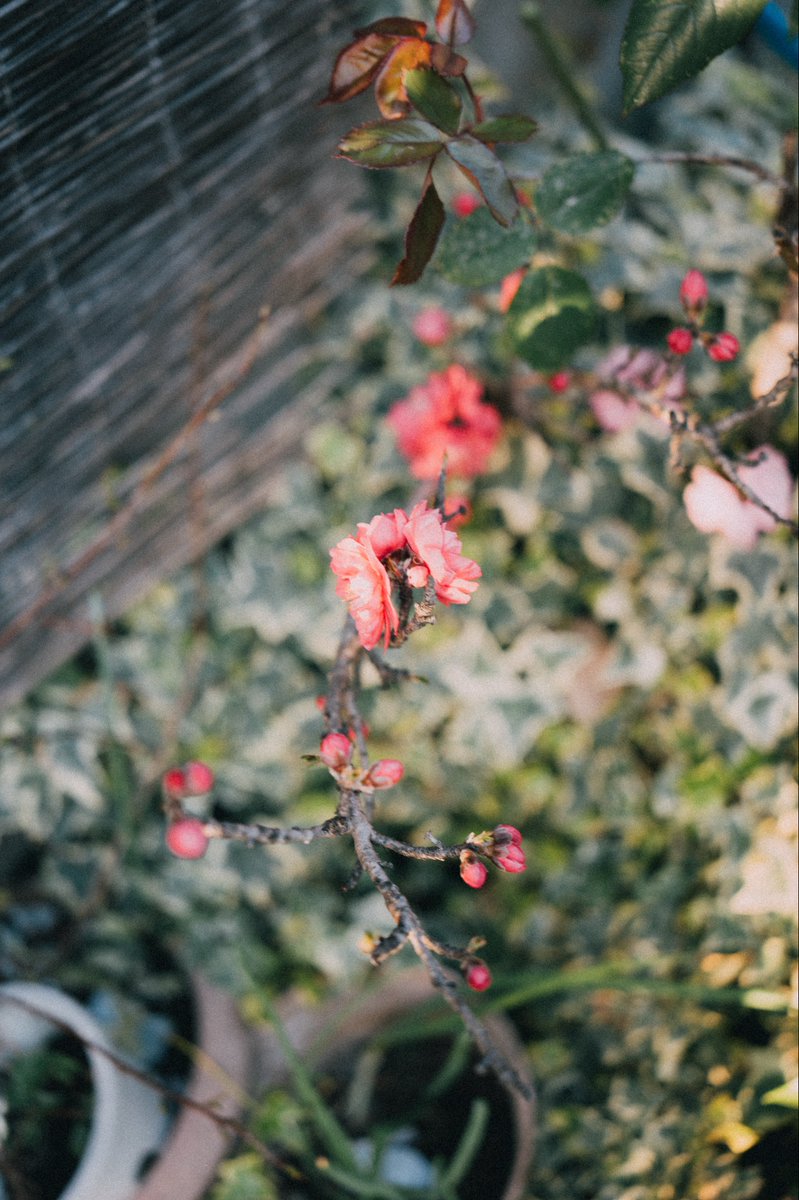 millioneon うえでぃー tweet media