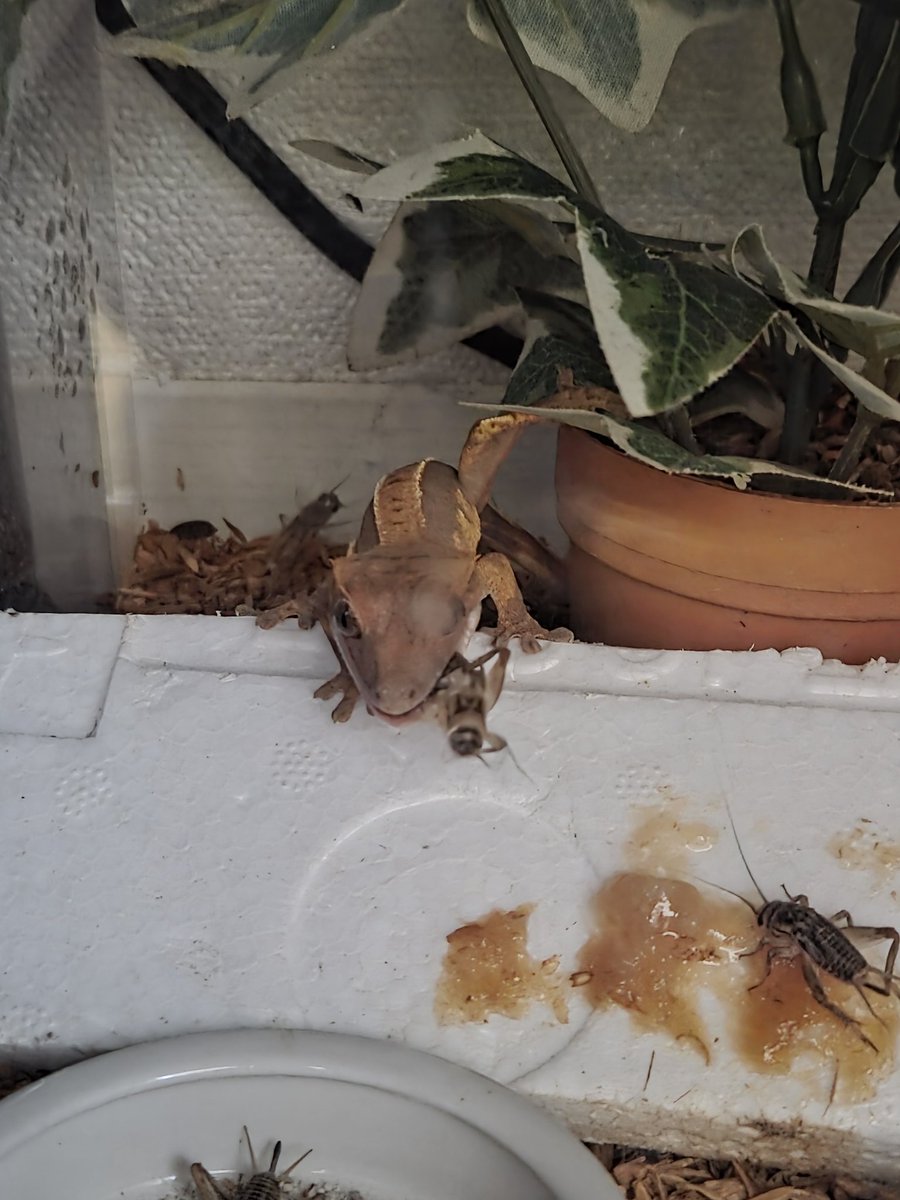 絶煩 ガルザス tweet media