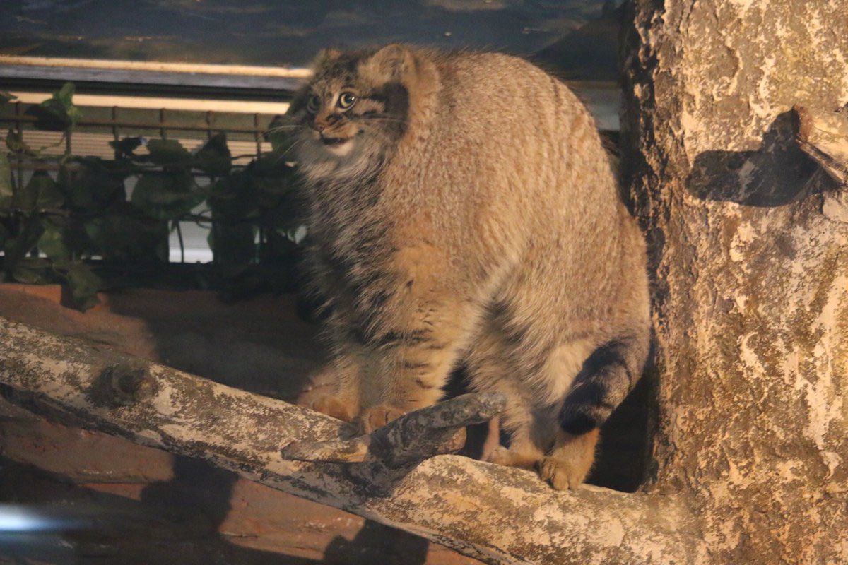 Nemo Literam tweet media