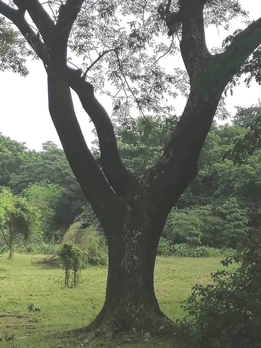 Archie Aruejo tweet media