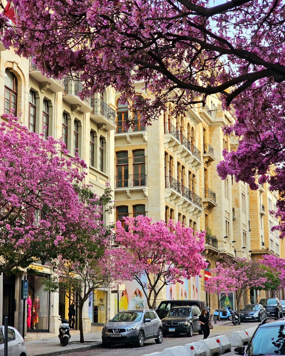 Mon Liban d’Azur tweet media