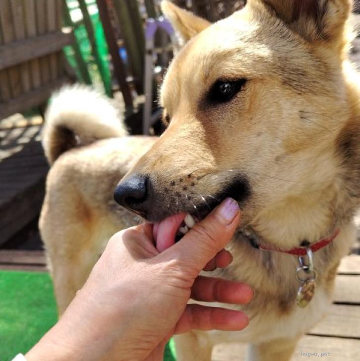栃木県里親募集動物情報 tweet media