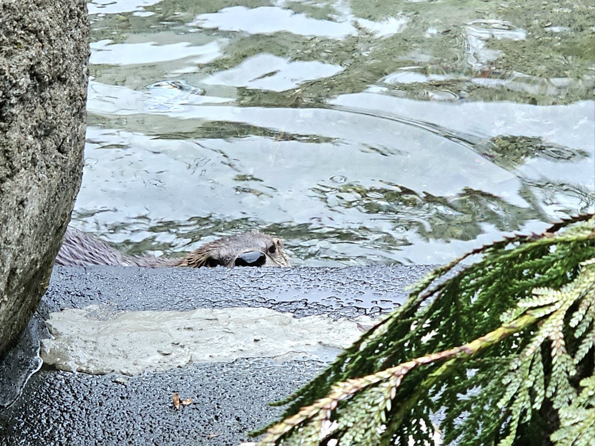 盛岡市動物公園 ZOOMO tweet media