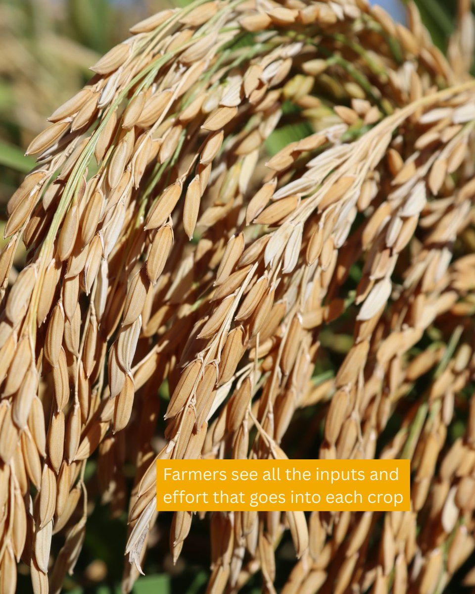 Rice Extension tweet media