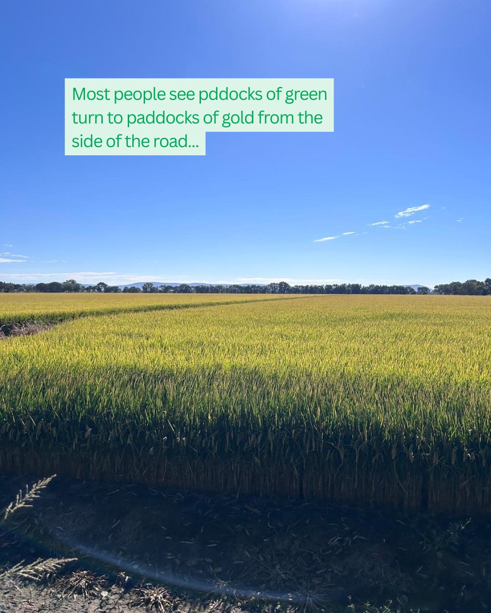 Rice Extension tweet media