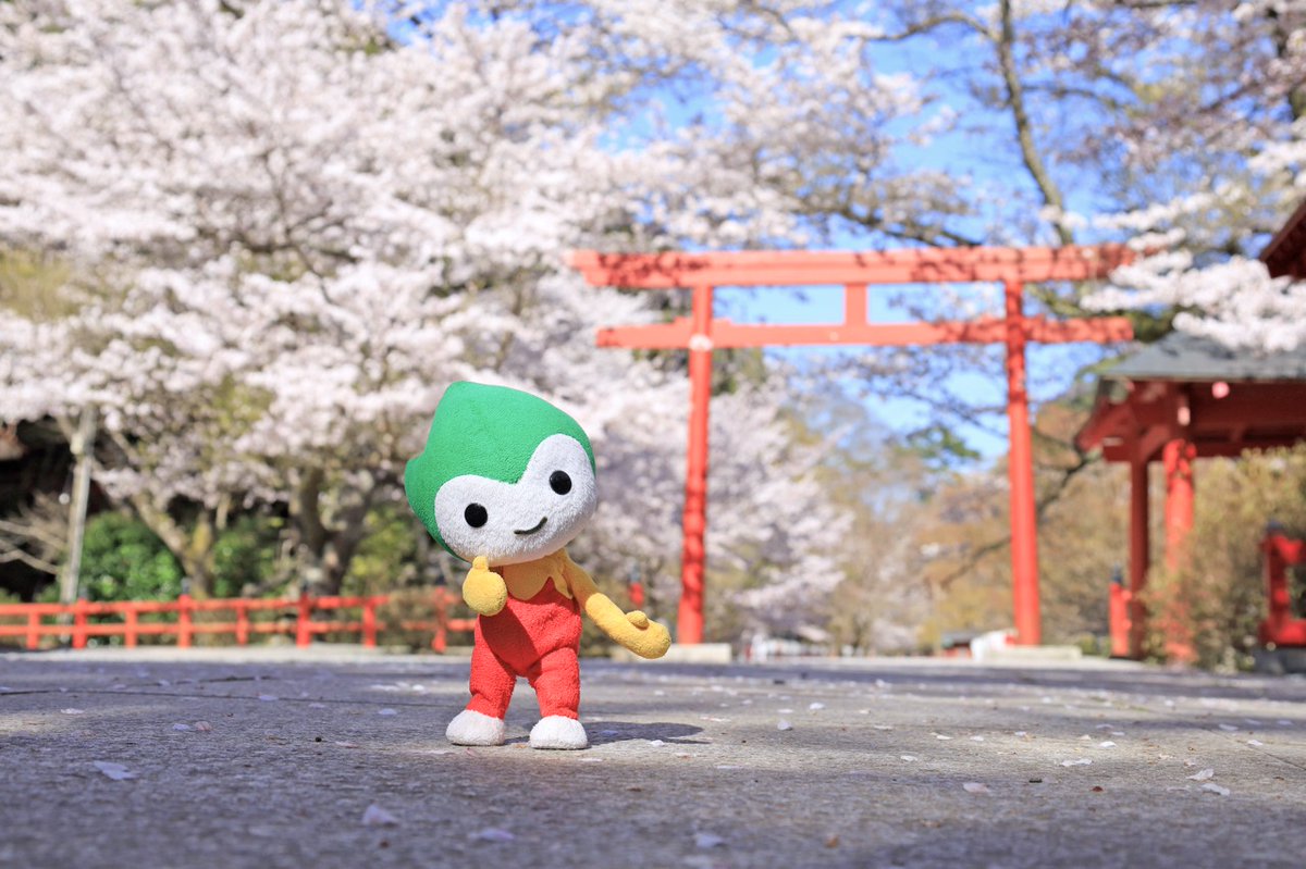 山口県PR本部長ちょるる【公式】 tweet media