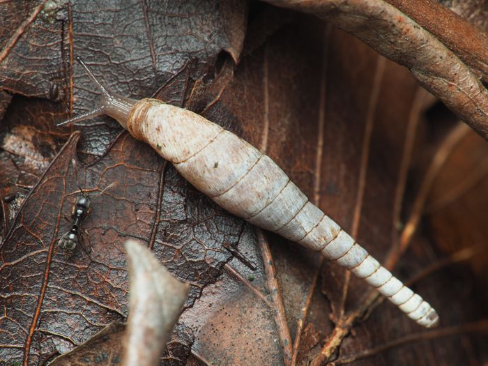 なめくじねこ sp. tweet media