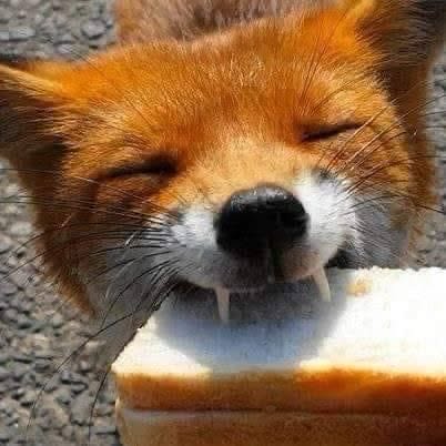 𝐃𝐚𝐝𝐝𝐲 𝐅𝐨𝐱 🦊 tweet media