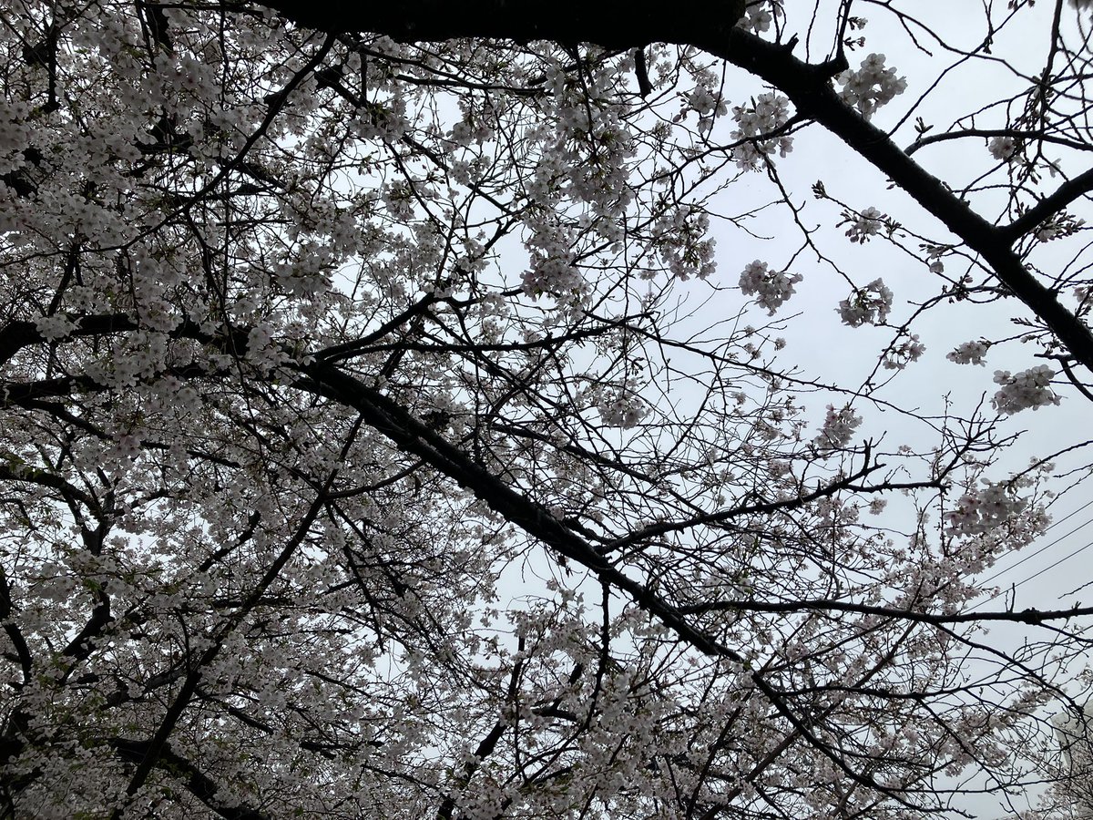 今年もまた神田川の桜🌸が見れることに感謝🥲