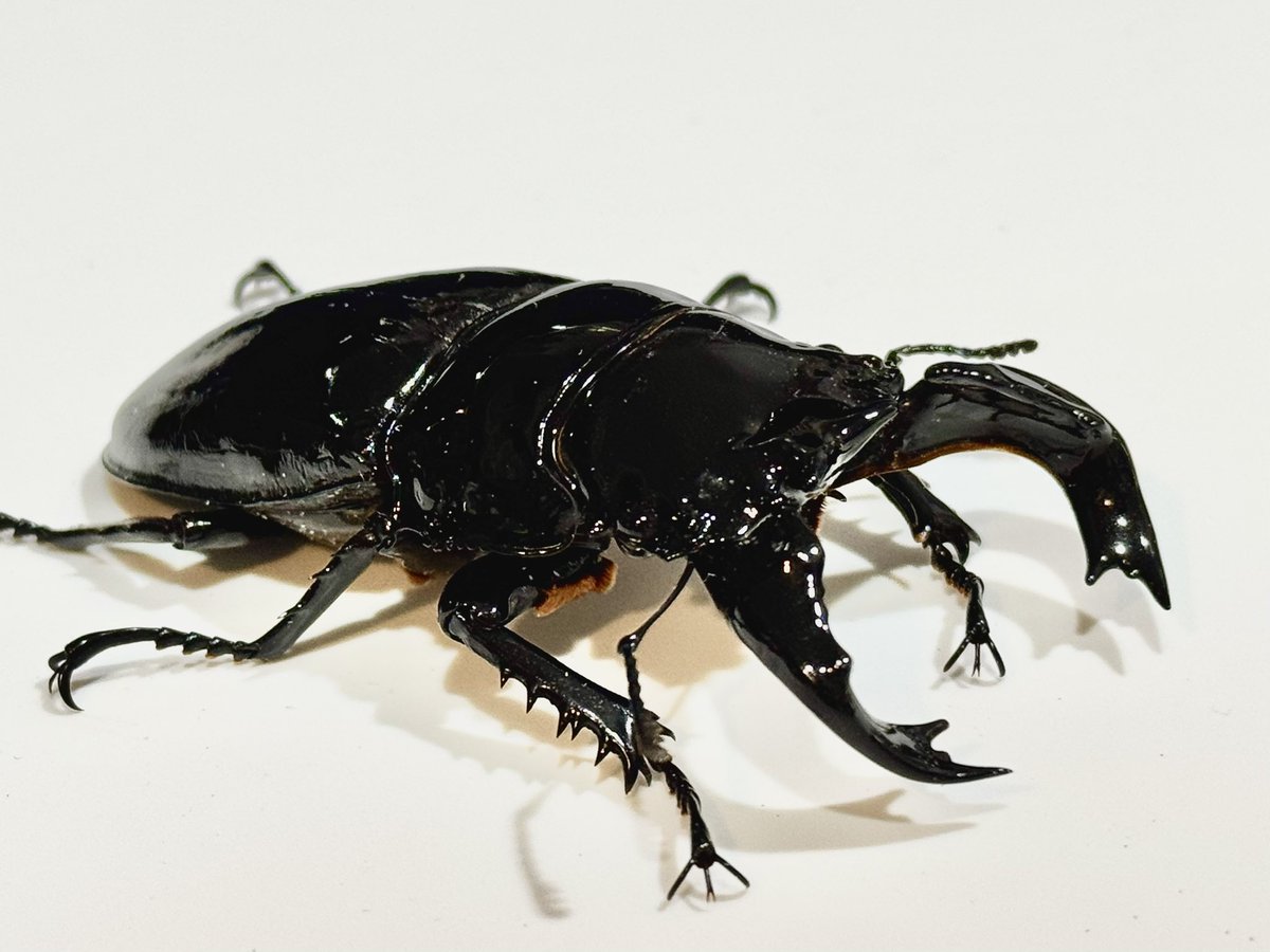 【KuwaKabuK】@けー 4月12日SB浜松町出店 tweet media