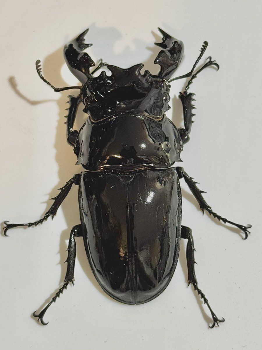 【KuwaKabuK】@けー 4月12日SB浜松町出店 tweet media