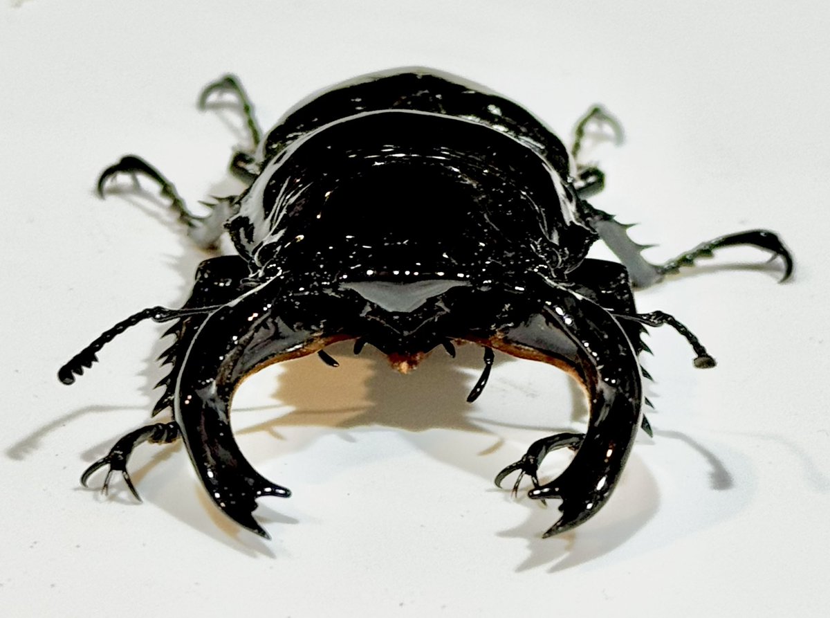 【KuwaKabuK】@けー 4月12日SB浜松町出店 tweet media