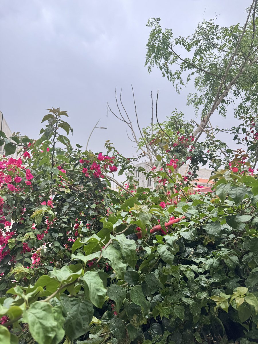 Wesam Al-Harbi tweet media