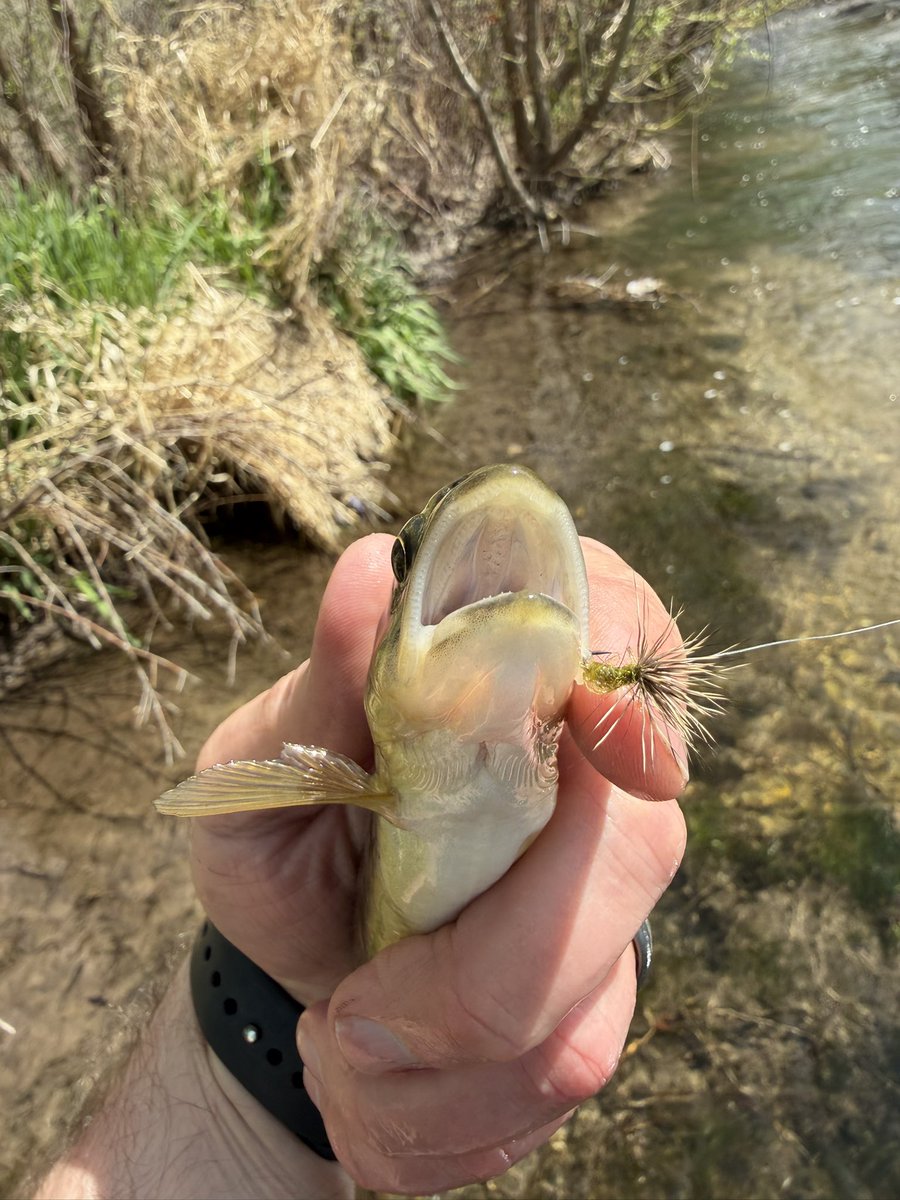 svutility's tweet photo. BWO season is definitely upon us. Nearly a dozen at lunch in about half an hour on the dry #comparadun #gocougs https://t.co/PiODWMXNCB