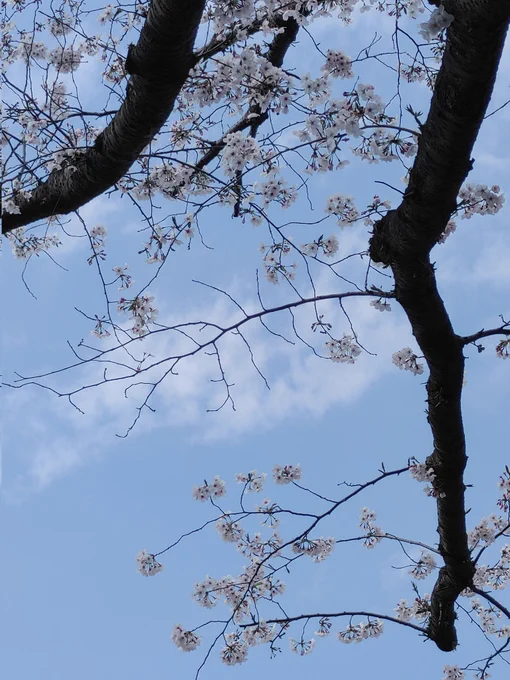 眠い、眠くて1日過ぎてく…(。'-д-)。oZzz。…(。`・д・) ハッ! 低気圧もあるのですかねぇ 晴れた日のソメイヨシノを( ˙꒳​˙ )っ #今日もゆき海日和