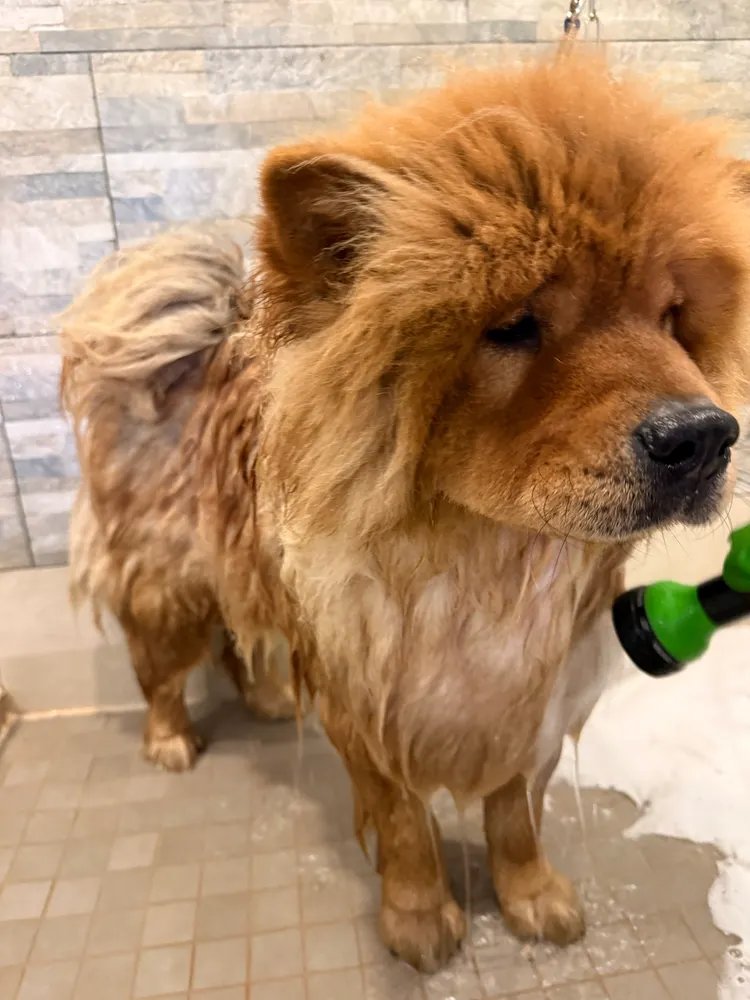 Ninotschka 💙💛 Schutzheilige der Furien tweet media