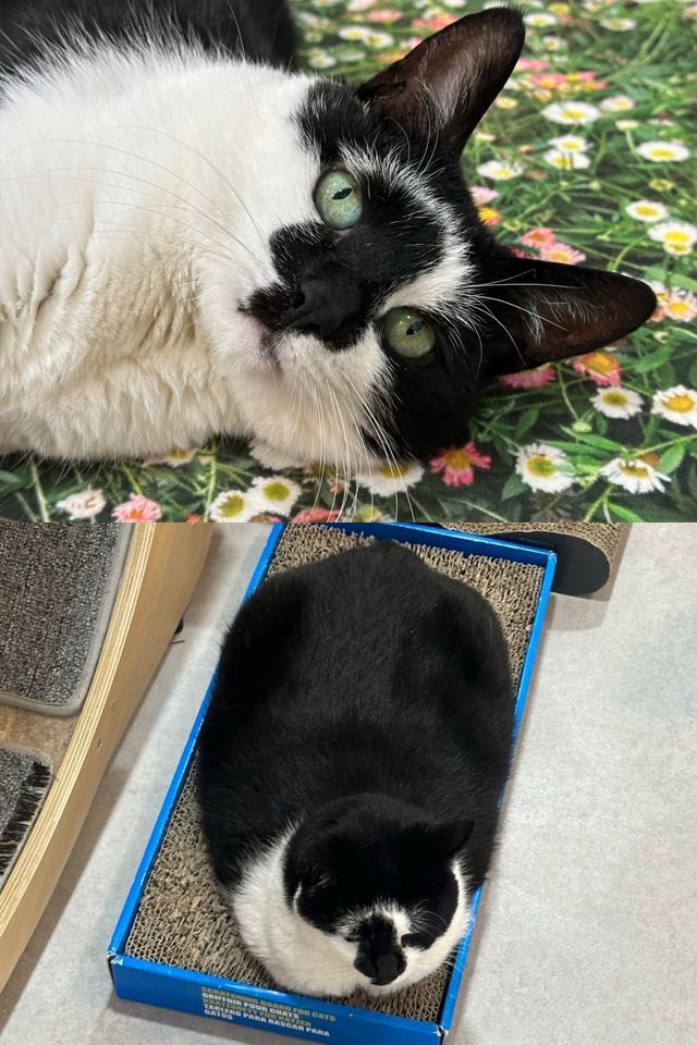 묘묘묘 tweet media