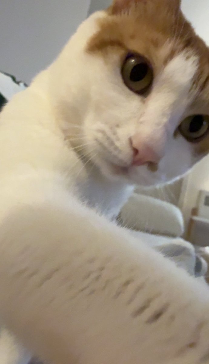 우리집 고양이 빵식이 tweet media