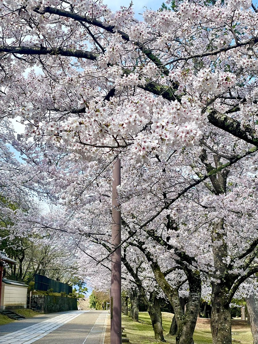 二月堂裏参道の桜 二月堂から大仏殿までの裏参道と大湯屋横の桜🌸も満開です。 The