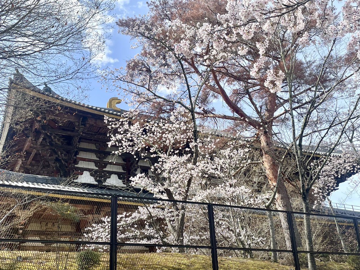 二月堂から大仏殿までの裏参道と大湯屋横の桜🌸も満開です。 The