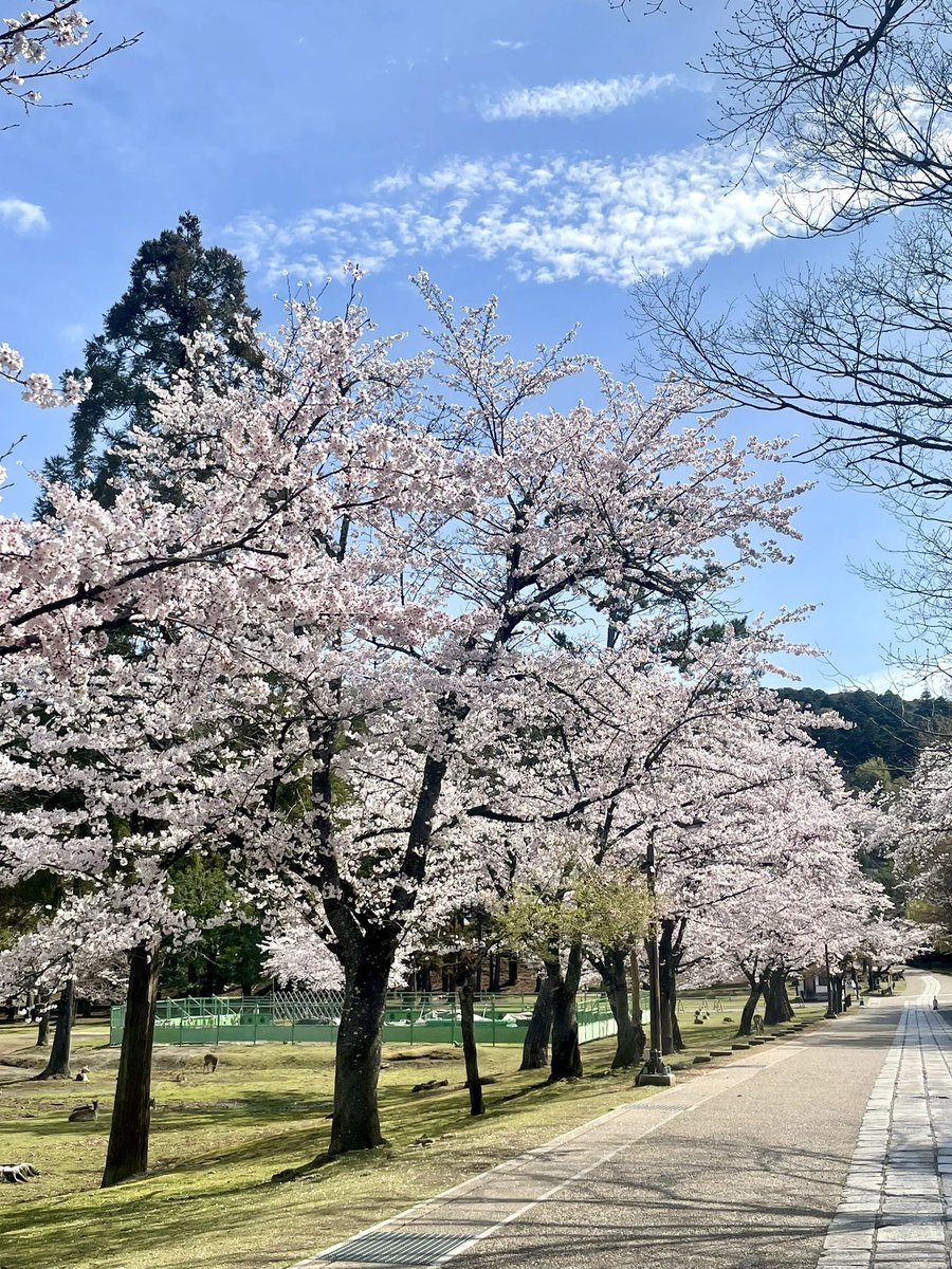 二月堂から大仏殿までの裏参道と大湯屋横の桜🌸も満開です。 The